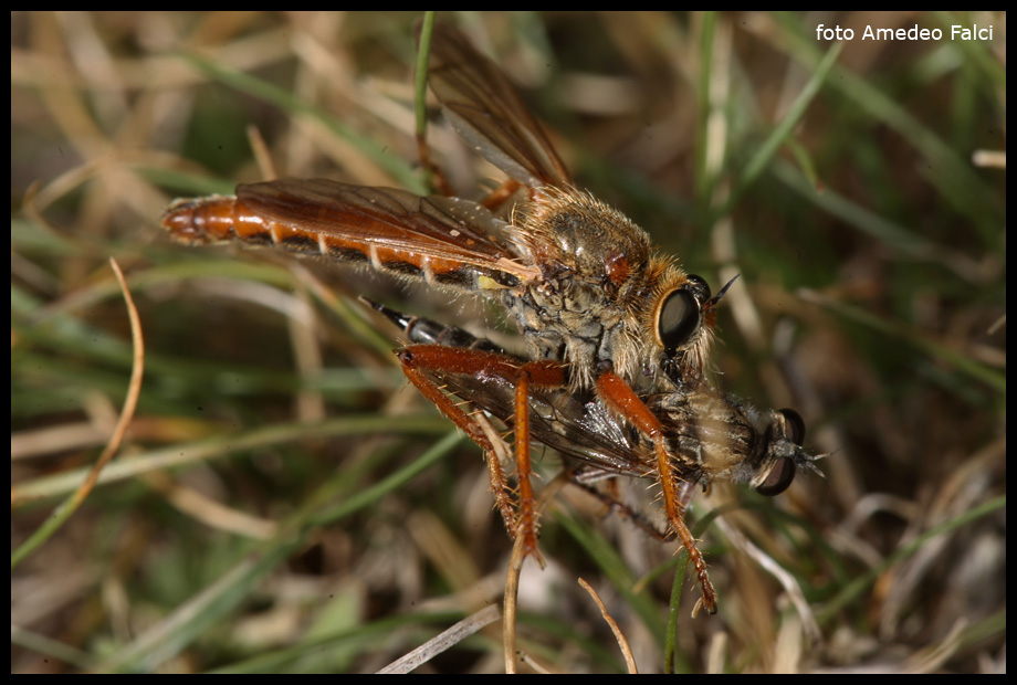 Predazione di Asilidae su Asilidae in Sila.